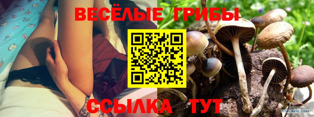 Псилоцибиновые грибы GOLDEN TEACHER  Богданович 