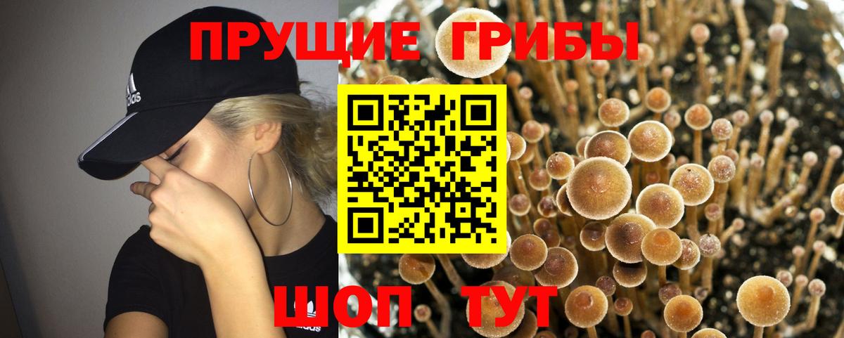 Псилоцибиновые грибы Cubensis Богданович